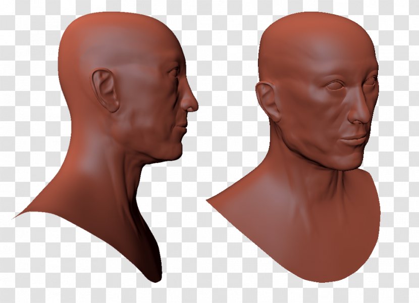 Chin Friagram Head And Neck Anatomy Cheek Forehead - Human Skeleton - Pinched Face Transparent PNG
