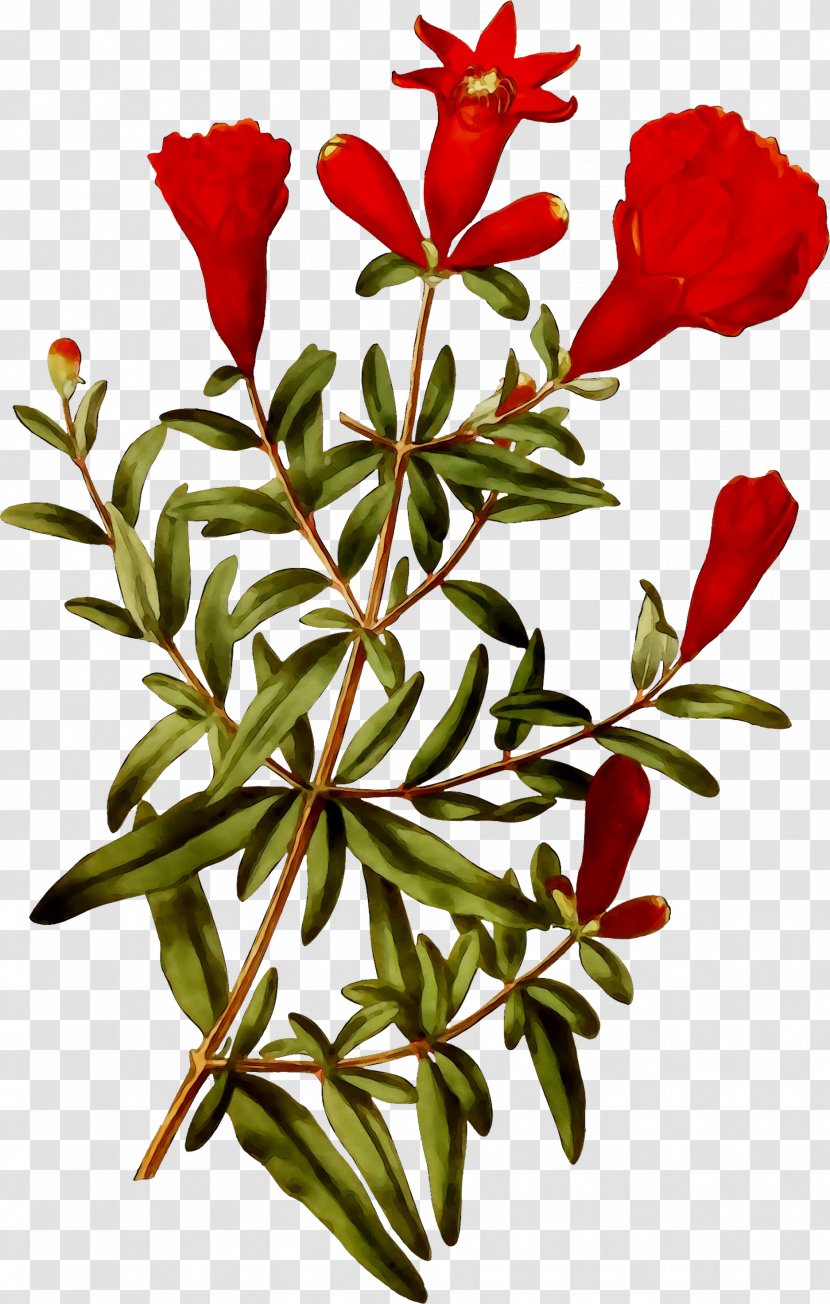 Cut Flowers Floral Design Plant Stem Leaf - Botany - Shrub Transparent PNG