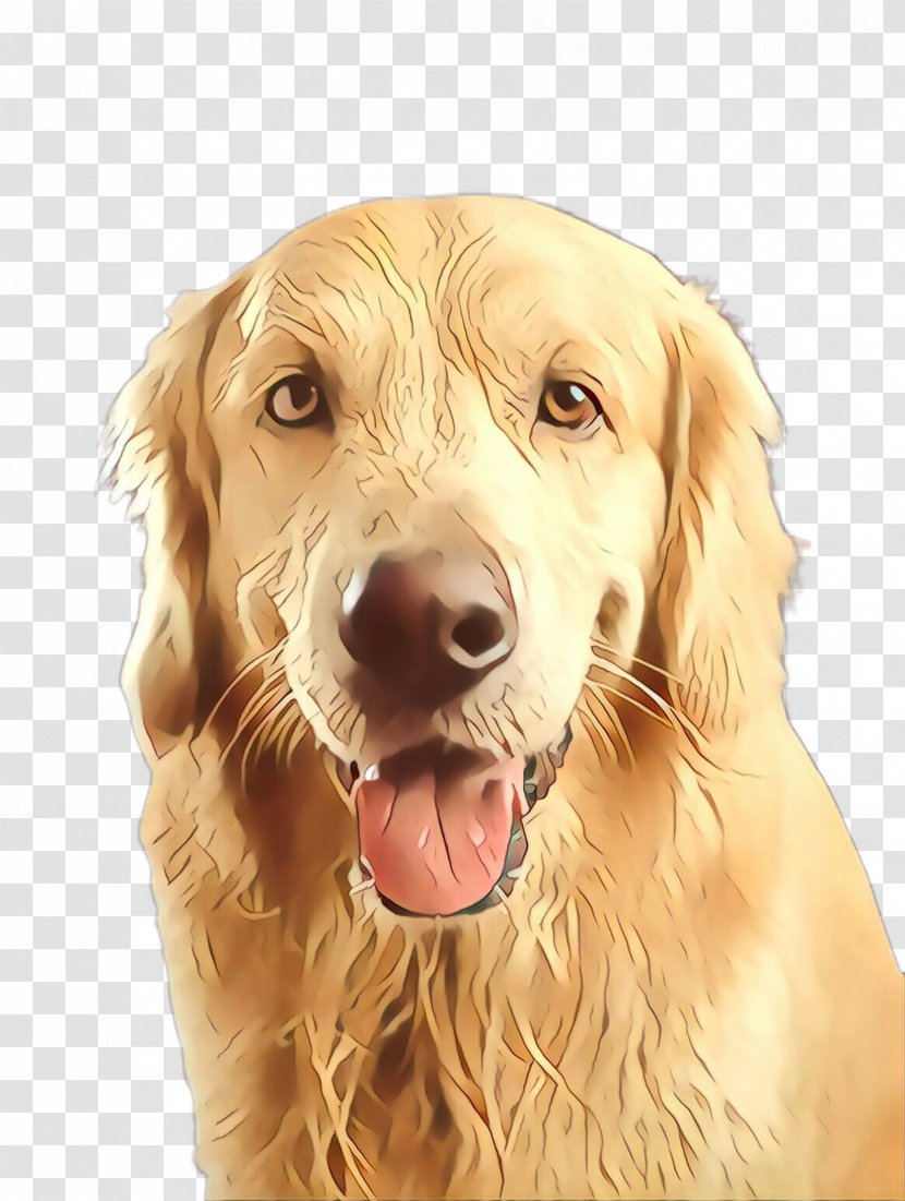 Dog Golden Retriever Sporting Group Companion - Cartoon Transparent PNG
