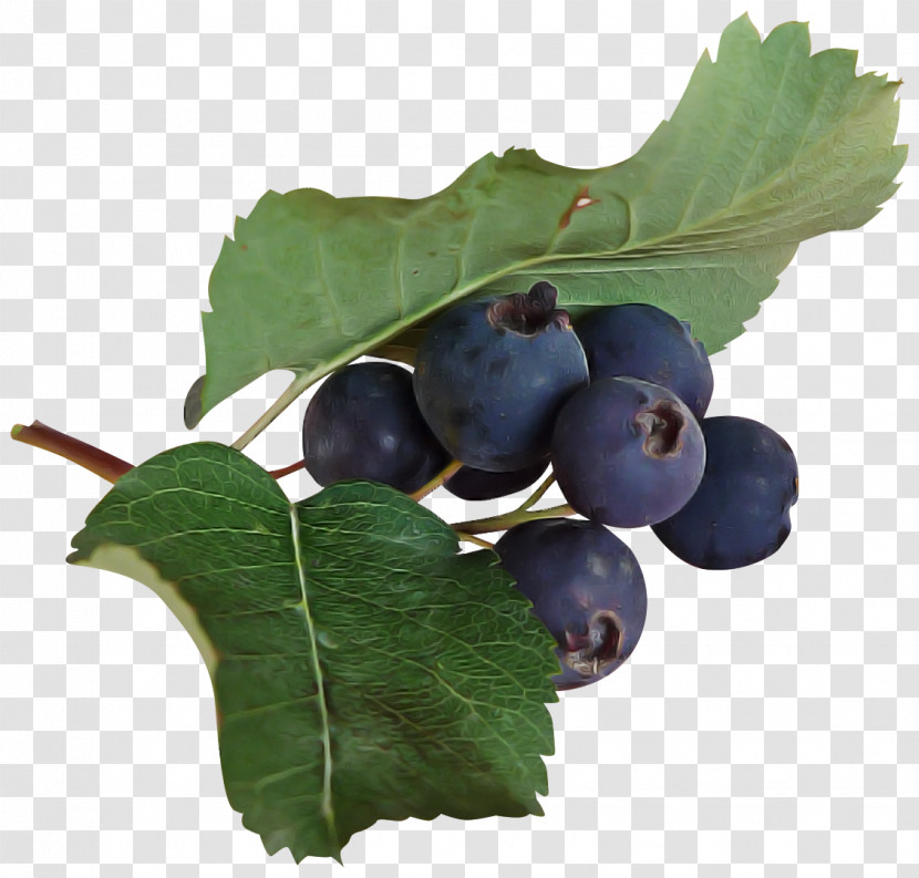 Plant Fruit Leaf Berry Food Transparent PNG