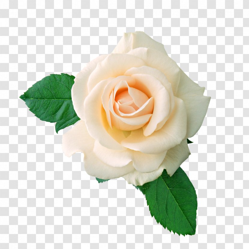 T-shirt Centifolia Roses Flower Bouquet Stock Photography - Flowering Plant - White Rose Transparent PNG