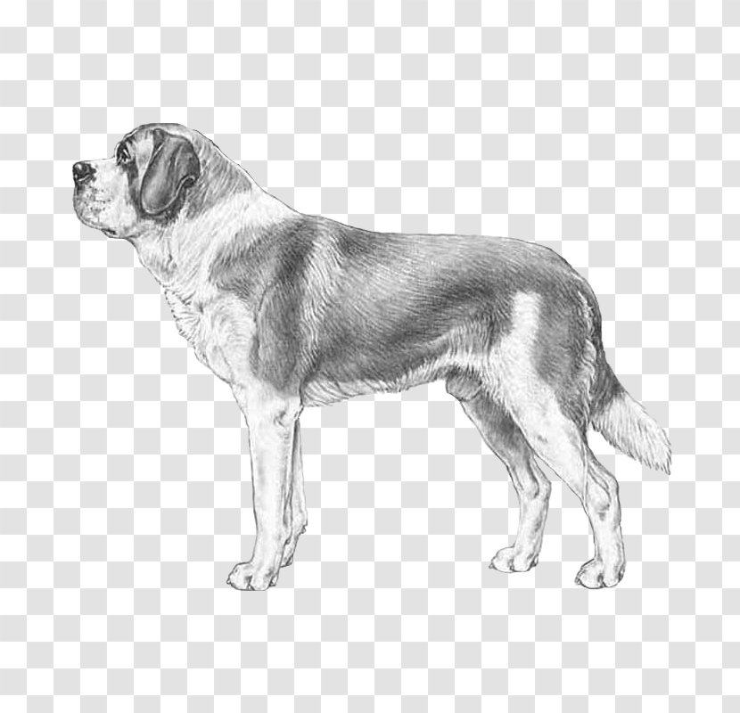 Dog Breed St. Bernard Puppy Cane Corso German Pinscher - Spitz Transparent PNG