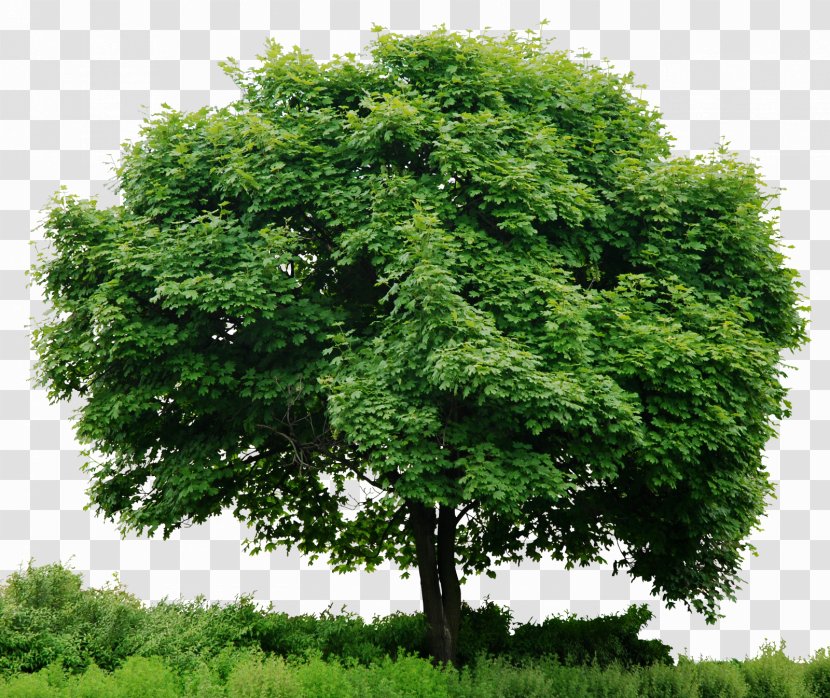 Look At Trees Clip Art - Tree - In Transparent PNG