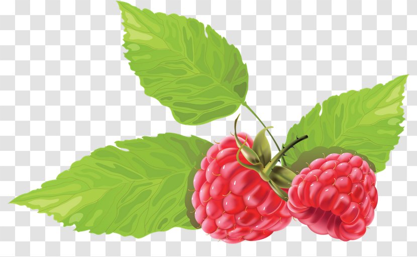 Juice Blue Raspberry Flavor Berries Clip Art - Black Transparent PNG