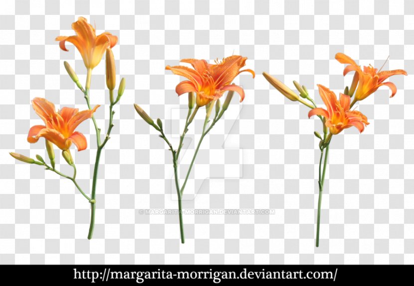 Margarita Orange Lily Plants Flower Branch Of Apple Blossoms - Deviantart Transparent PNG