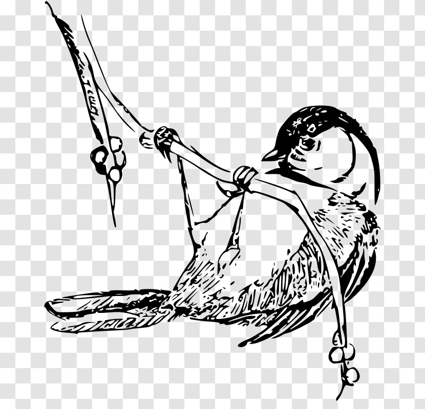 Bird Black-capped Chickadee Drawing Clip Art - Public Domain Line Transparent PNG