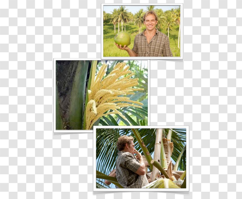 Tropical Fruit Coconut Banana Tropics - Luo Han Guo Transparent PNG
