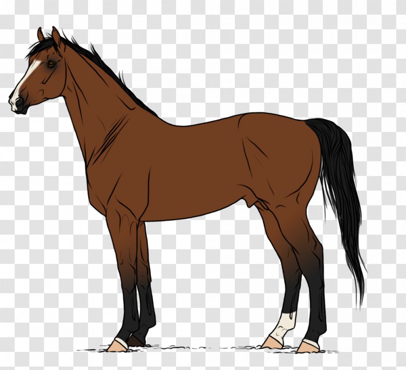 Pony Stallion Mustang Foal Mare - Mane - Pharaoh Racehorse Transparent PNG