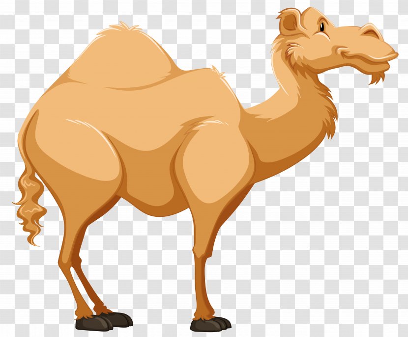 Dromedary Vector Graphics Clip Art Cartoon - Camel Like Mammal Transparent PNG