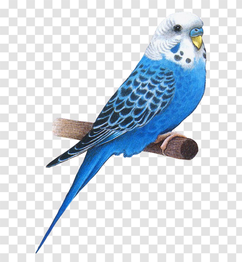 Bird Animation Parakeet Budgerigar Transparent PNG