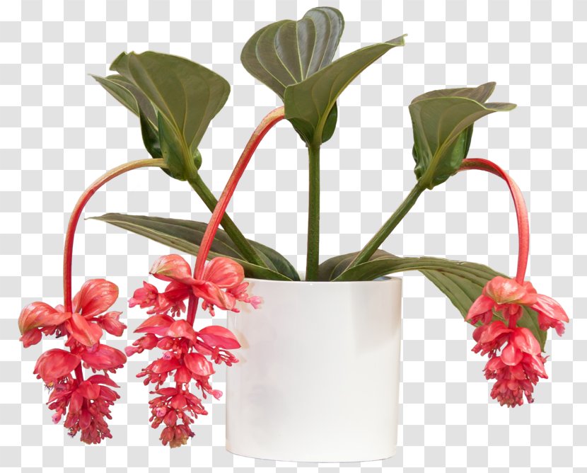 Medinilla Magnifica Houseplant Bathroom Cut Flowers - Vase - Plant Transparent PNG