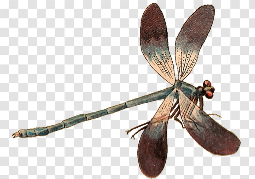 Dragonfly Insect Damselflies Transparent PNG