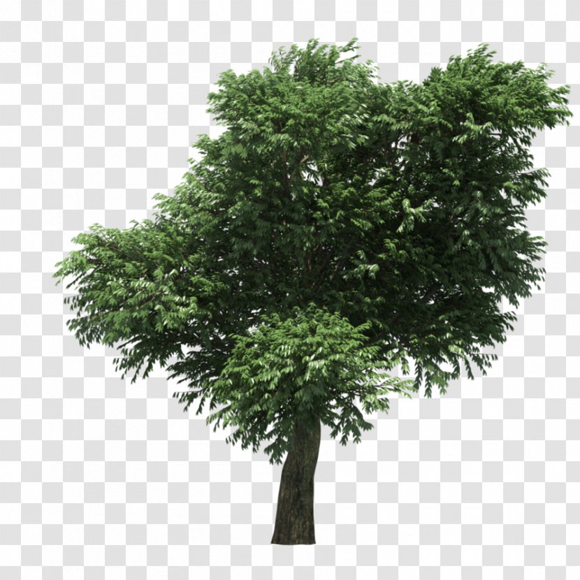 3D Computer Graphics Tree Pacific Madrone Modeling Illustration - Flowerpot Transparent PNG