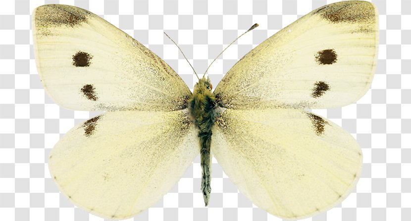 Clouded Yellows Brush-footed Butterflies Silkworm Gossamer-winged Pieridae - Pollinator - Butterfly Transparent PNG