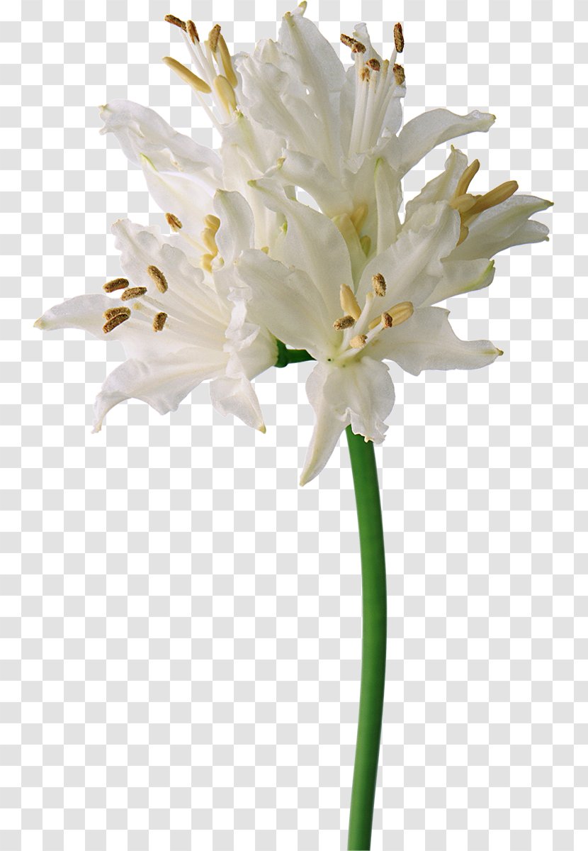 Flower White - Digital Image - Lily Transparent PNG