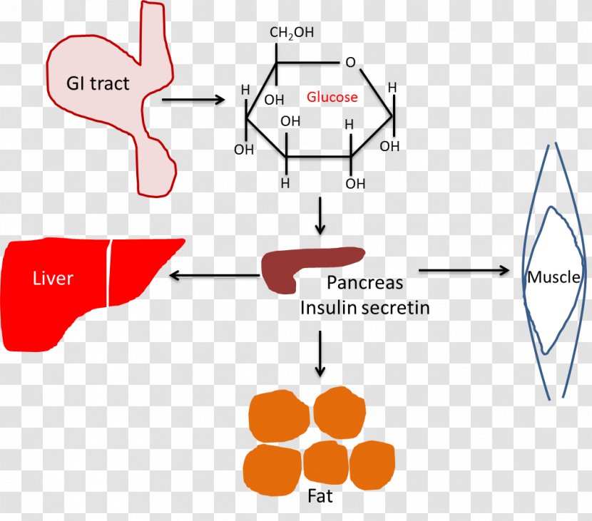 Stress Hyperglycemia Blood Sugar Regulation - Watercolor Transparent PNG