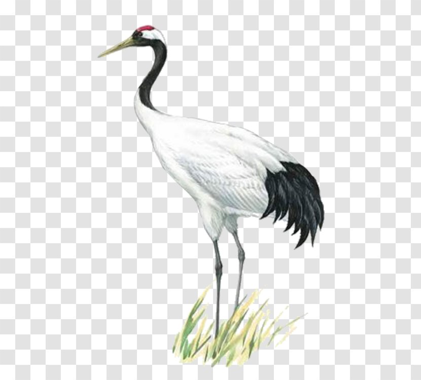 Red-crowned Crane Painting Ink Information - Water Bird - Illustration Transparent PNG