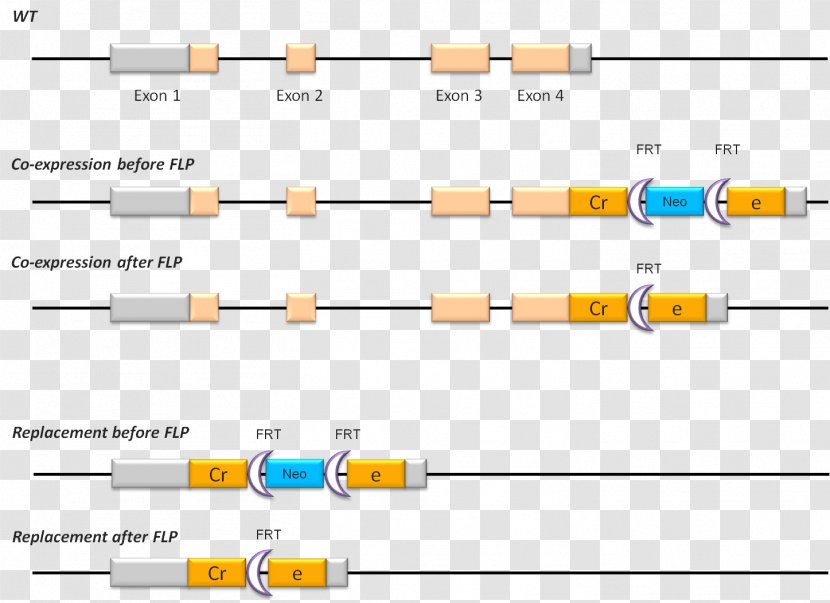 Cre Recombinase FLP-FRT Recombination Gene Targeting Cre-Lox - Paper - Technology Transparent PNG