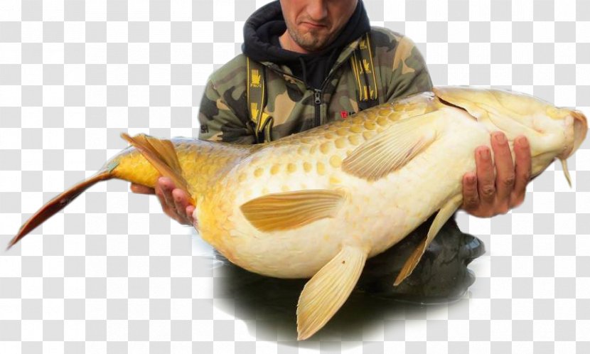 Catfish Fish Products Cod Carp Transparent PNG