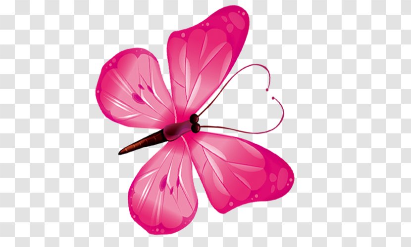 Butterfly Close-up Petal Malvales Wallpaper - Pink Transparent PNG
