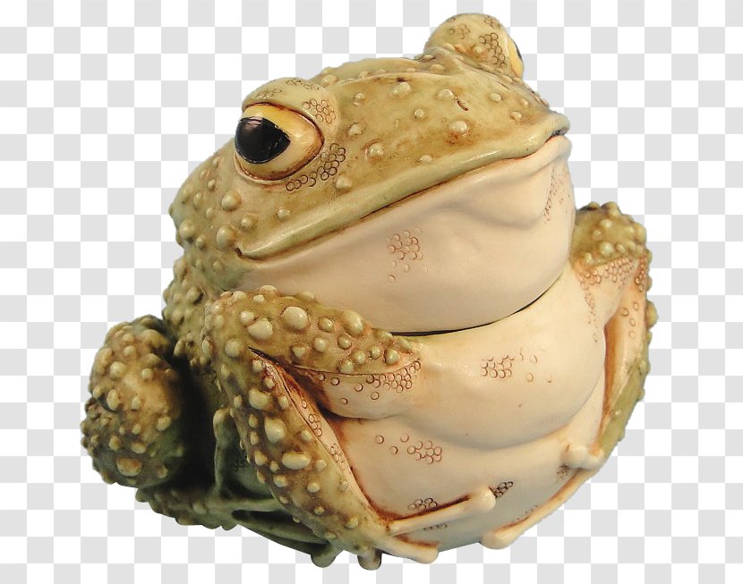 American Bullfrog Toad Amphibians True Frog - Amphibian Transparent PNG