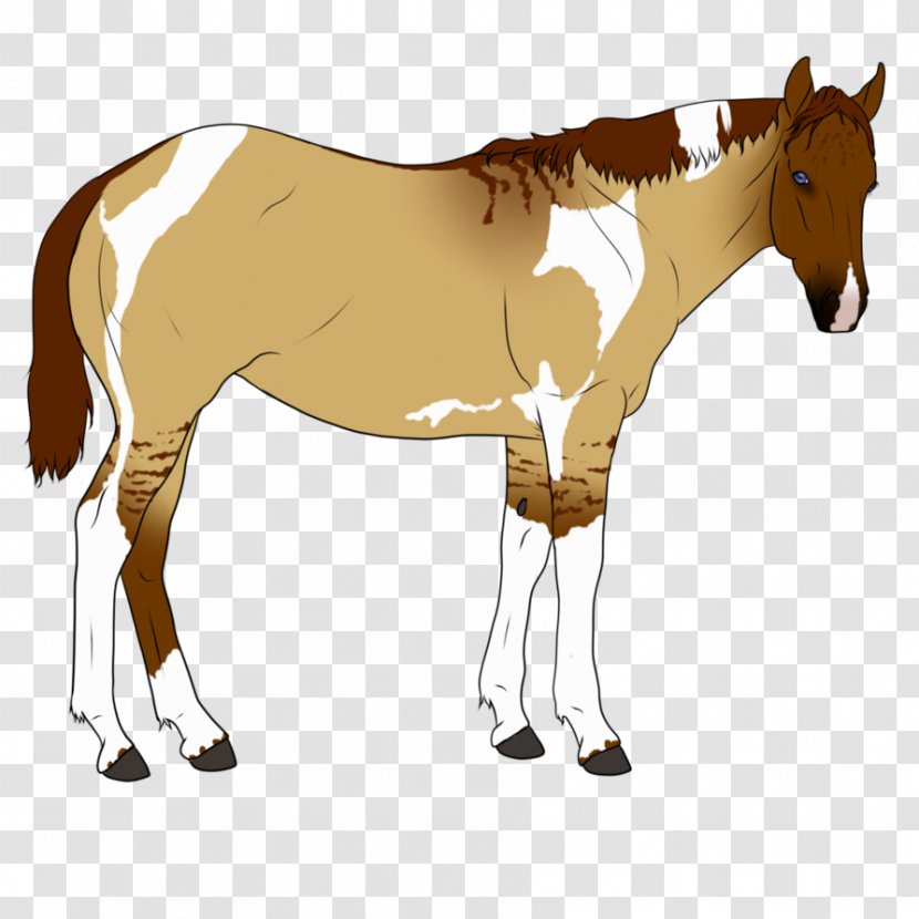 Mule Foal Stallion Pony Mare - Horse Tack - Mustang Transparent PNG