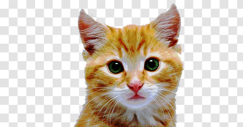 Kitten Aegean Cat American Shorthair Tabby Popular Names Transparent PNG