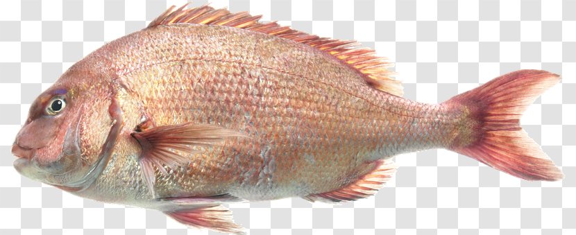 Northern Red Snapper Seabream Tilapia Perch Fauna - Peces Transparent PNG