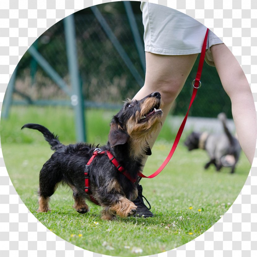 Vizsla Puppy Dog Training Obedience Trial - Leash Transparent PNG