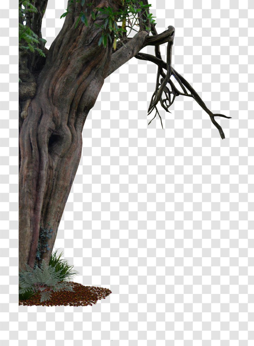 Tree Trunk Branch - Frame - Transparent Transparent PNG