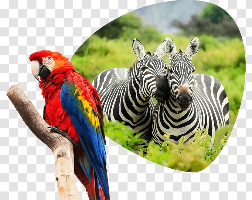 Jerusalem Biblical Zoo Africa Travel Nature - Parrot - Home Animals Transparent PNG