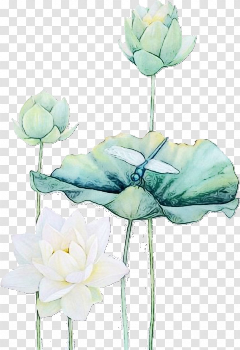 Water Paint Flowers - Plant - Lily Aquatic Transparent PNG