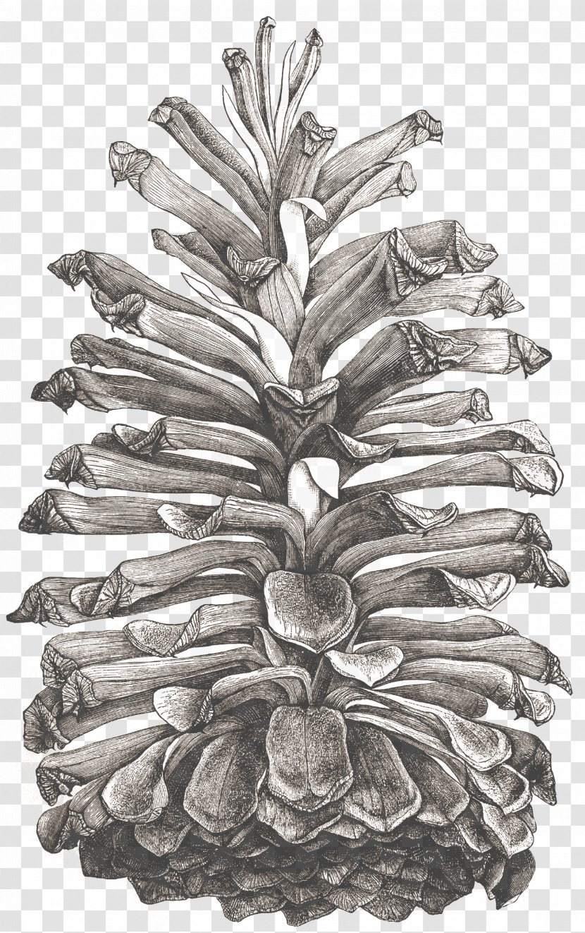 Pineapple - White Pine - Conifer Cone Drawing Transparent PNG