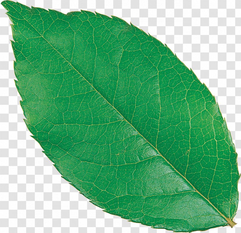 Plant Leaf - Olive Transparent PNG