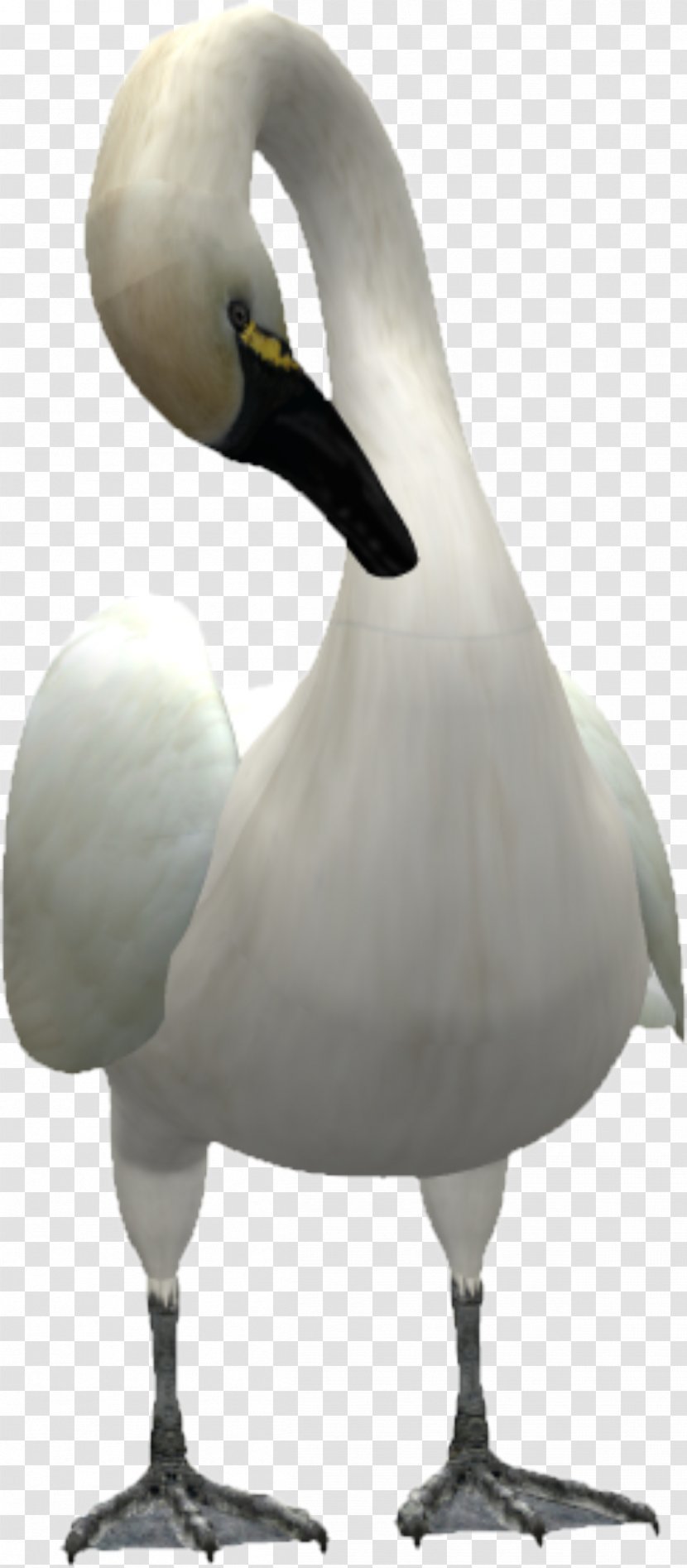 Cygnini Swan Goose Bird Duck - Beautiful Transparent PNG