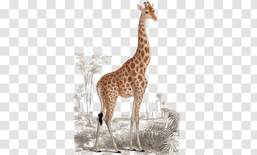Giraffe Printing Printmaking Art - Mammal Transparent PNG