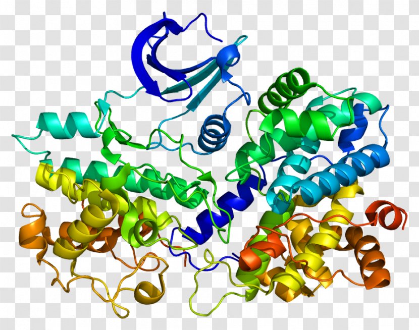 Cyclin-dependent Kinase Protein Cyclin E1 Cell Cycle - Body Jewelry Transparent PNG