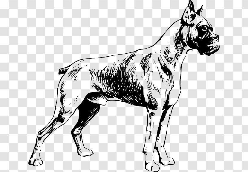 Boxer Labrador Retriever Puppy Clip Art - Dog Like Mammal Transparent PNG