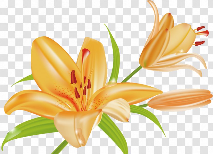 Orange Lily Tiger Arum-lily - Yellow - Flower Transparent PNG