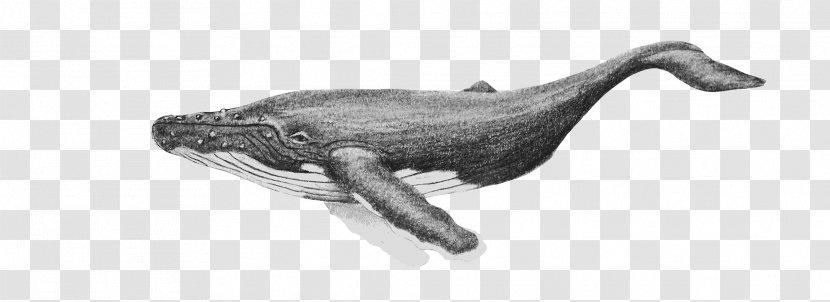 Cetacea Royalty-free Humpback Whale - Steem Transparent PNG