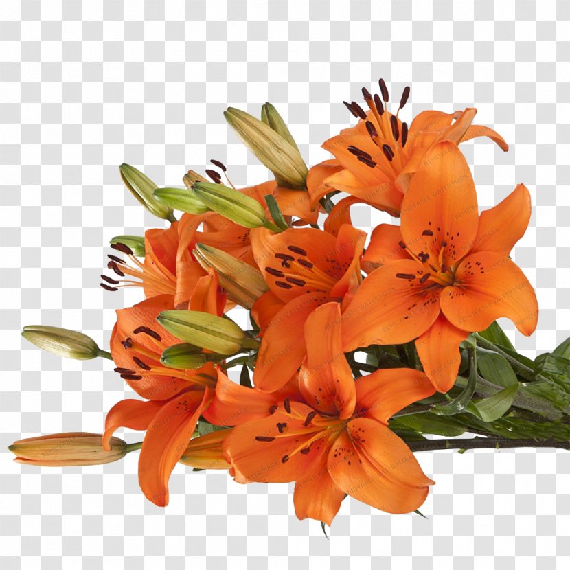 Lily Of The Incas Floral Design Cut Flowers Flower Bouquet - Alstroemeriaceae Transparent PNG
