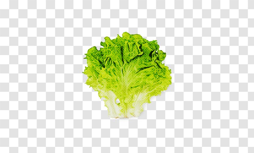 Romaine Lettuce Red Leaf Aquarium - Plant - Cabbage Food Transparent PNG