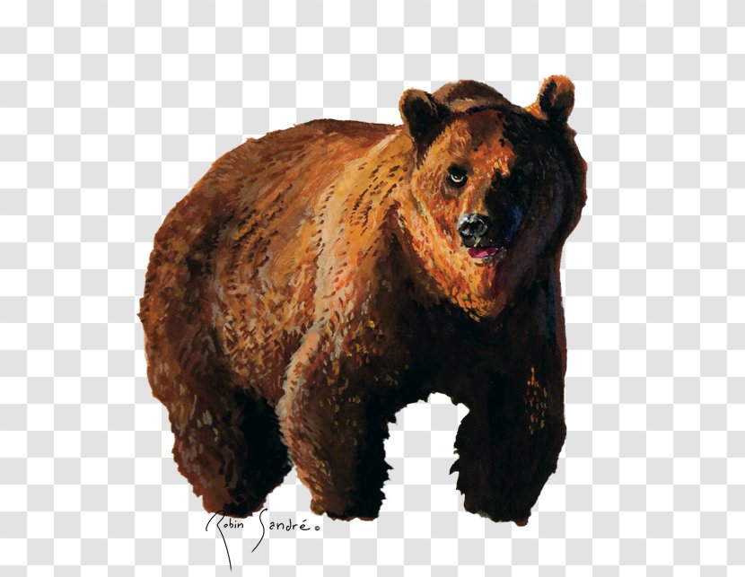 Brown Bear Grizzly Carnivora Animal - Fur - Gouache Clipart Transparent PNG
