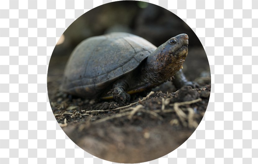 Box Turtles Scorpion Mud Turtle Tortoise Sea - Animal Transparent PNG