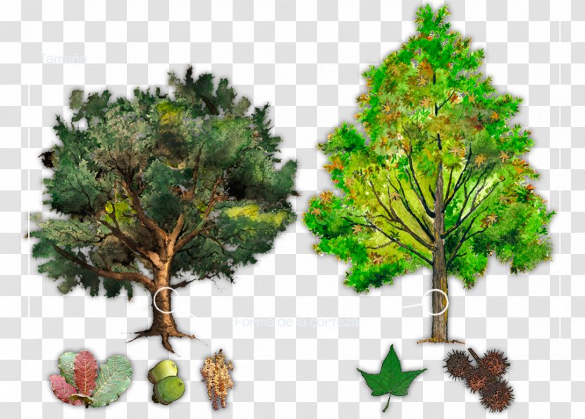 Tree Quercus Ilex Plant Branch Tropical And Subtropical Moist Broadleaf Forests - Fir - Arboles Transparent PNG