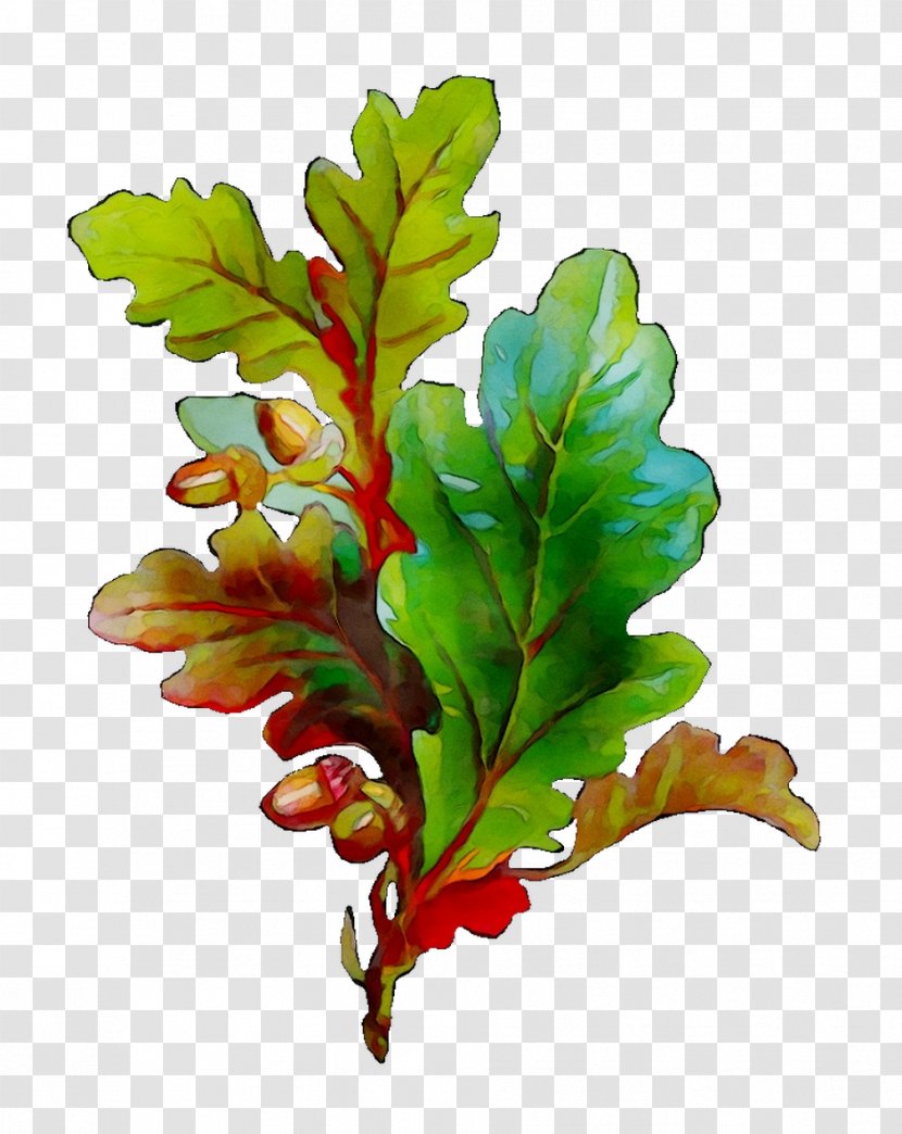 Leaf Plant Stem Plants - Tree - Vascular Transparent PNG