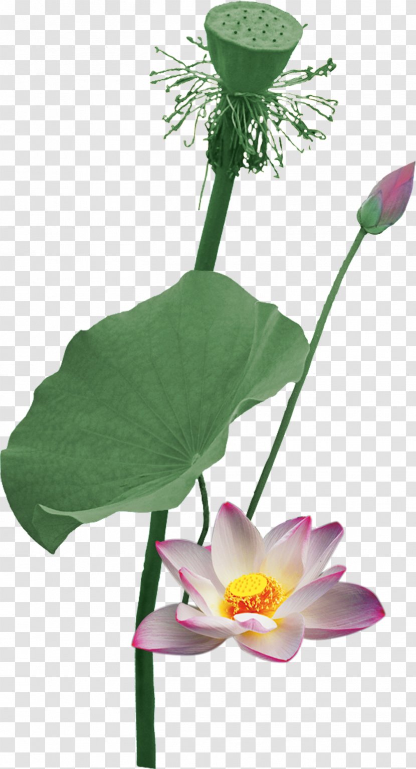 Nelumbo Nucifera Flowers And Guns Lotus Root - Green - Summer Vector Elements Transparent PNG