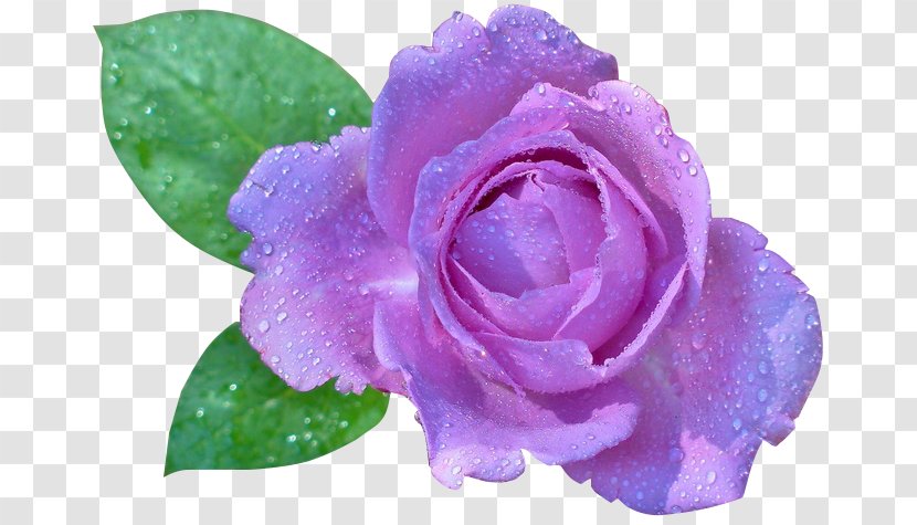 Desktop Wallpaper Rose Flower - Annual Plant Transparent PNG