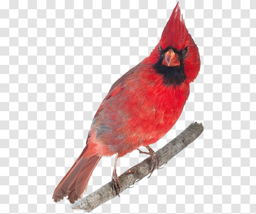 Ohio Bird Northern Cardinal Paper Abingdon Transparent PNG