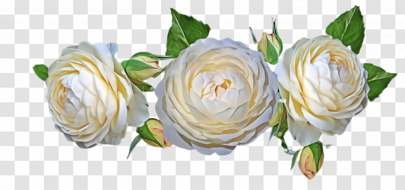 Garden Roses Transparent PNG